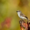Strizlikovec novozelandsky - Gerygone igata - Grey warbler - riroriro 1626u